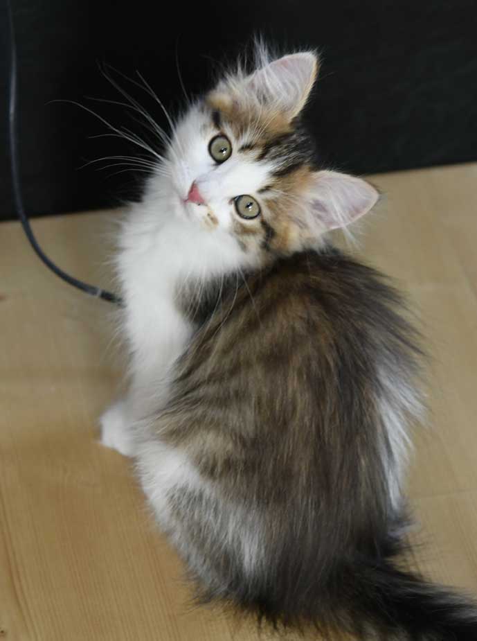 sibirisk kattunge Viv