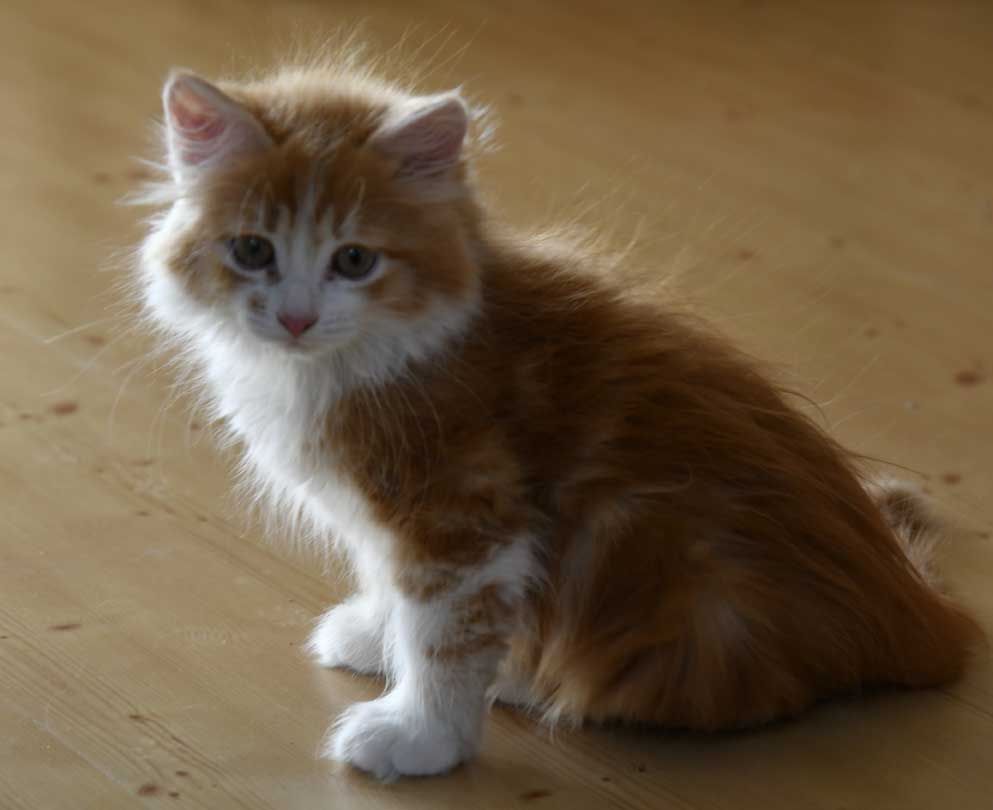 sibirisk kattunge Vivaldi