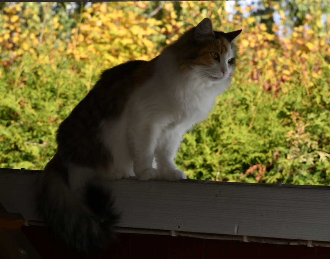 aibirisk katt Colbie