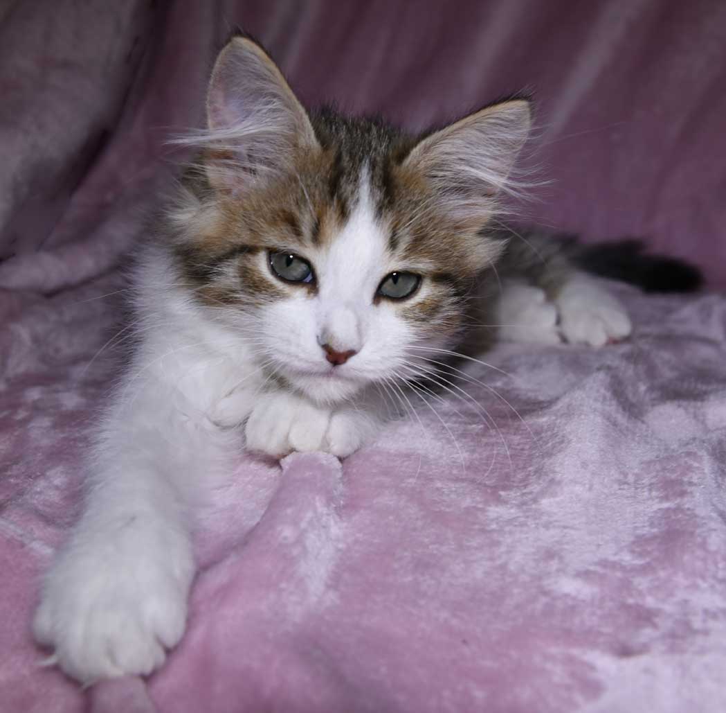 sibirisk kattunge Valina