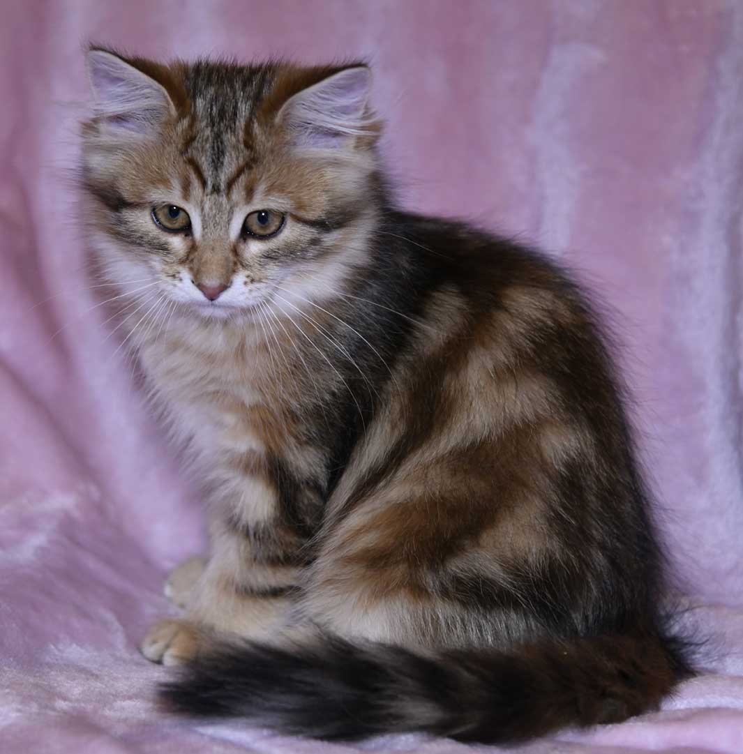 sibirisk kattungar Uu-kull