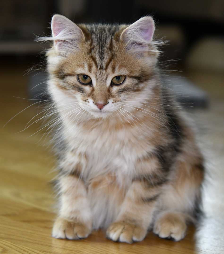 sibirisk katt Ul