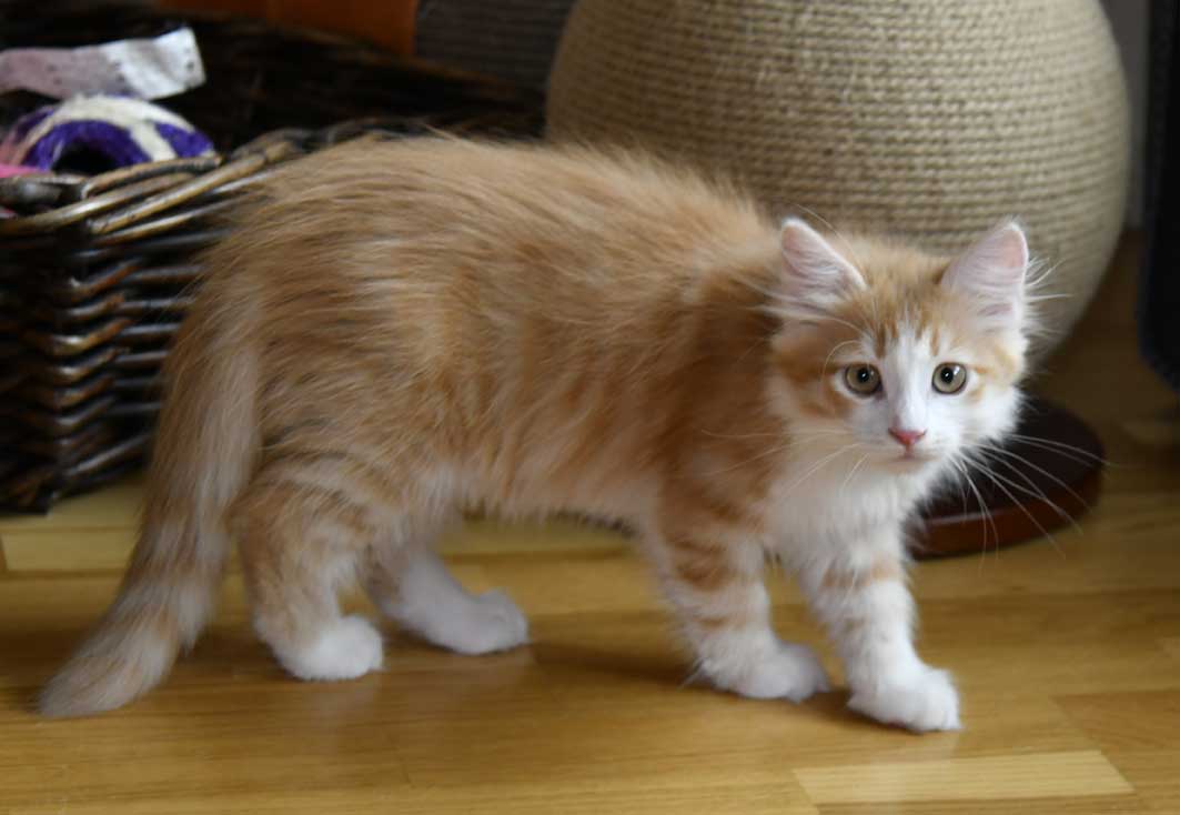 sibirisk katt Verdi