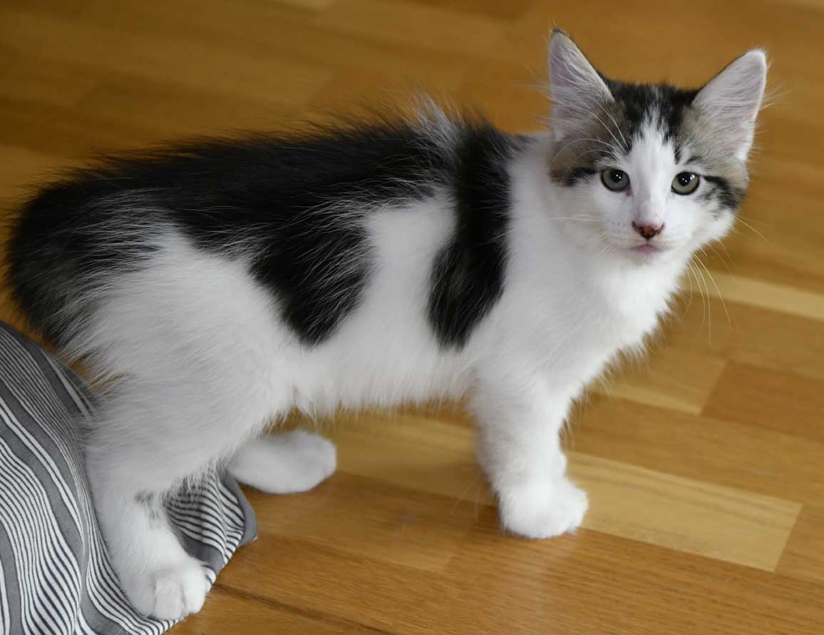 sibirisk katt Velimir