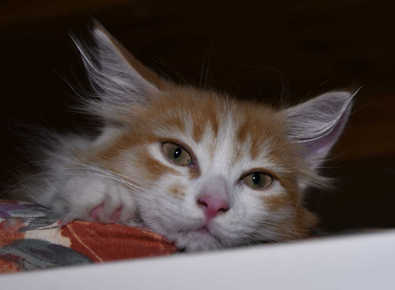 sibirisk kattunge Vivaldi