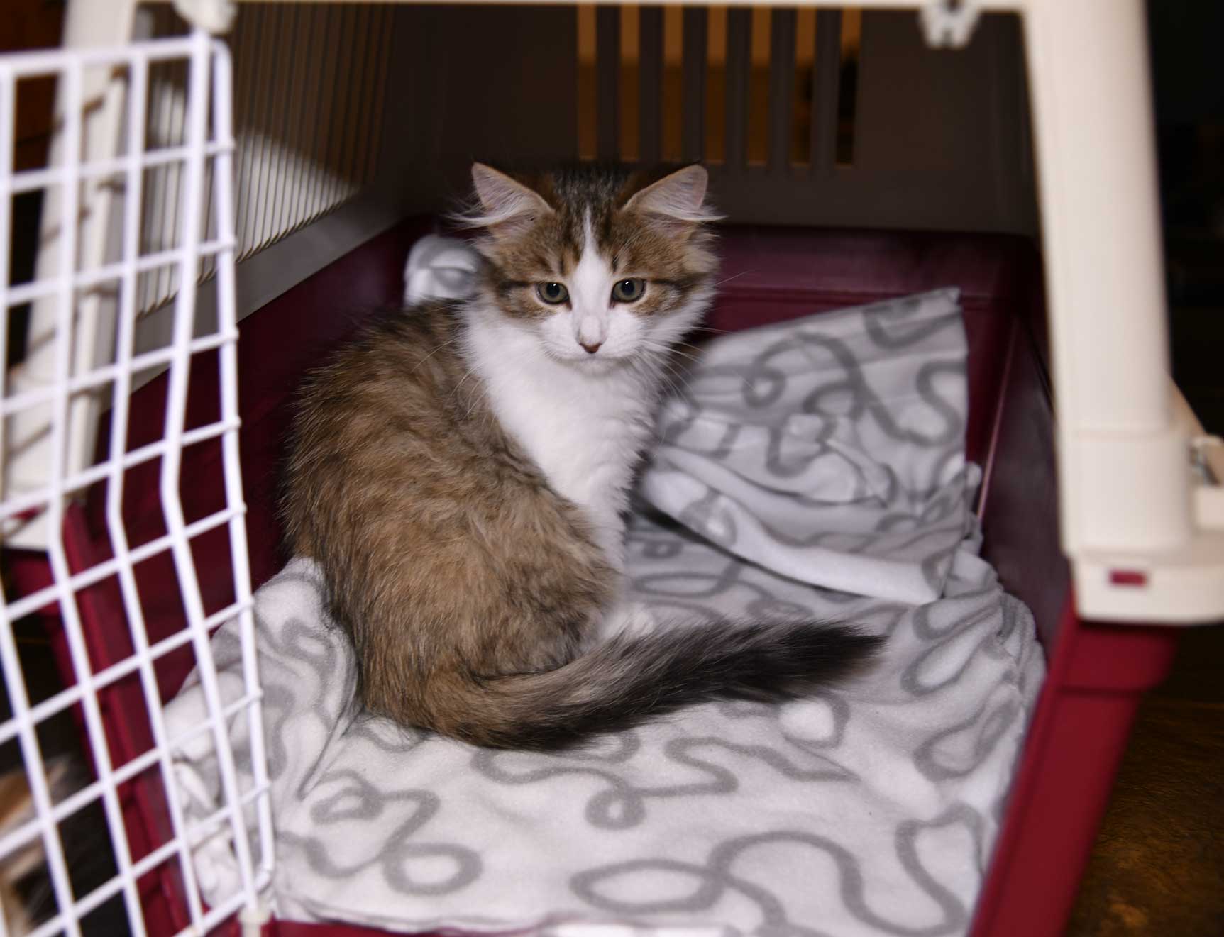 sibirisk kattunge Valina