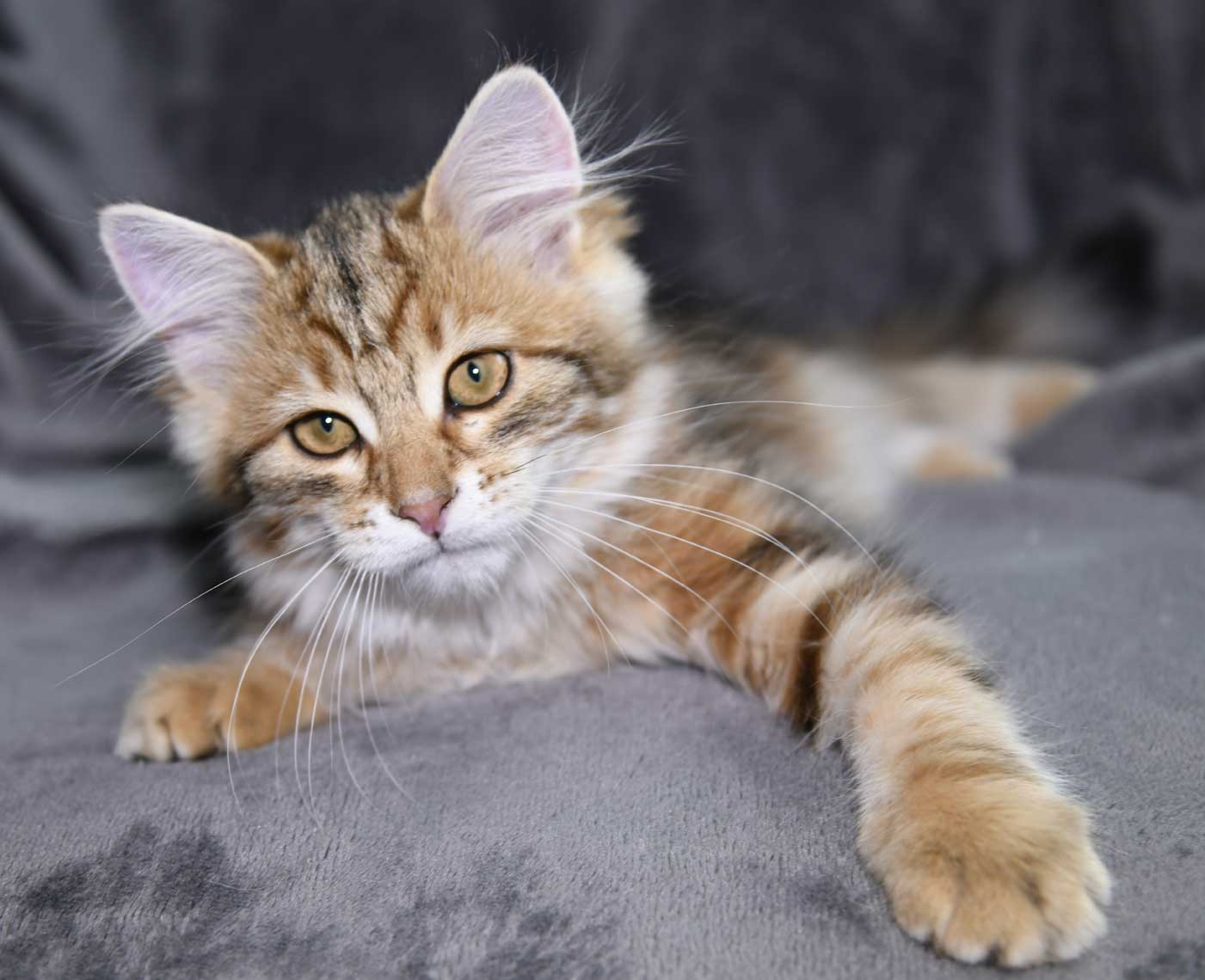 sibirisk kattunge Ul