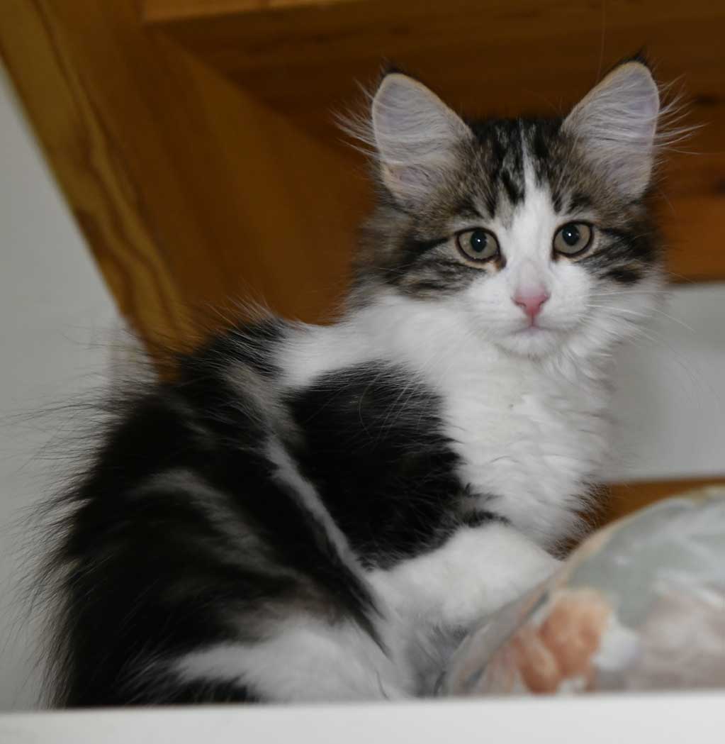 sibirisk kattunge Vickie