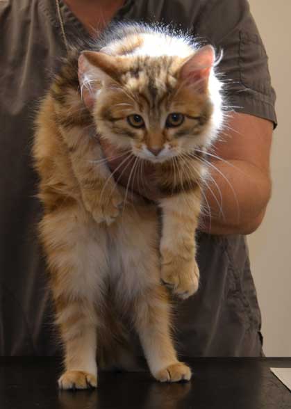 sibirisk katt Ul