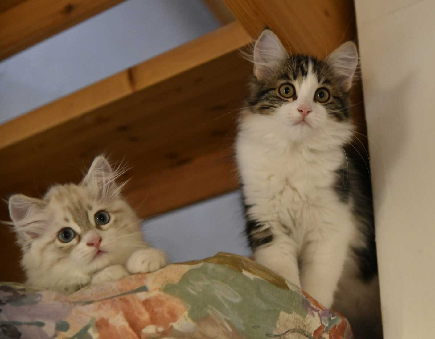 sibirisk katter Vickie o Whiffi