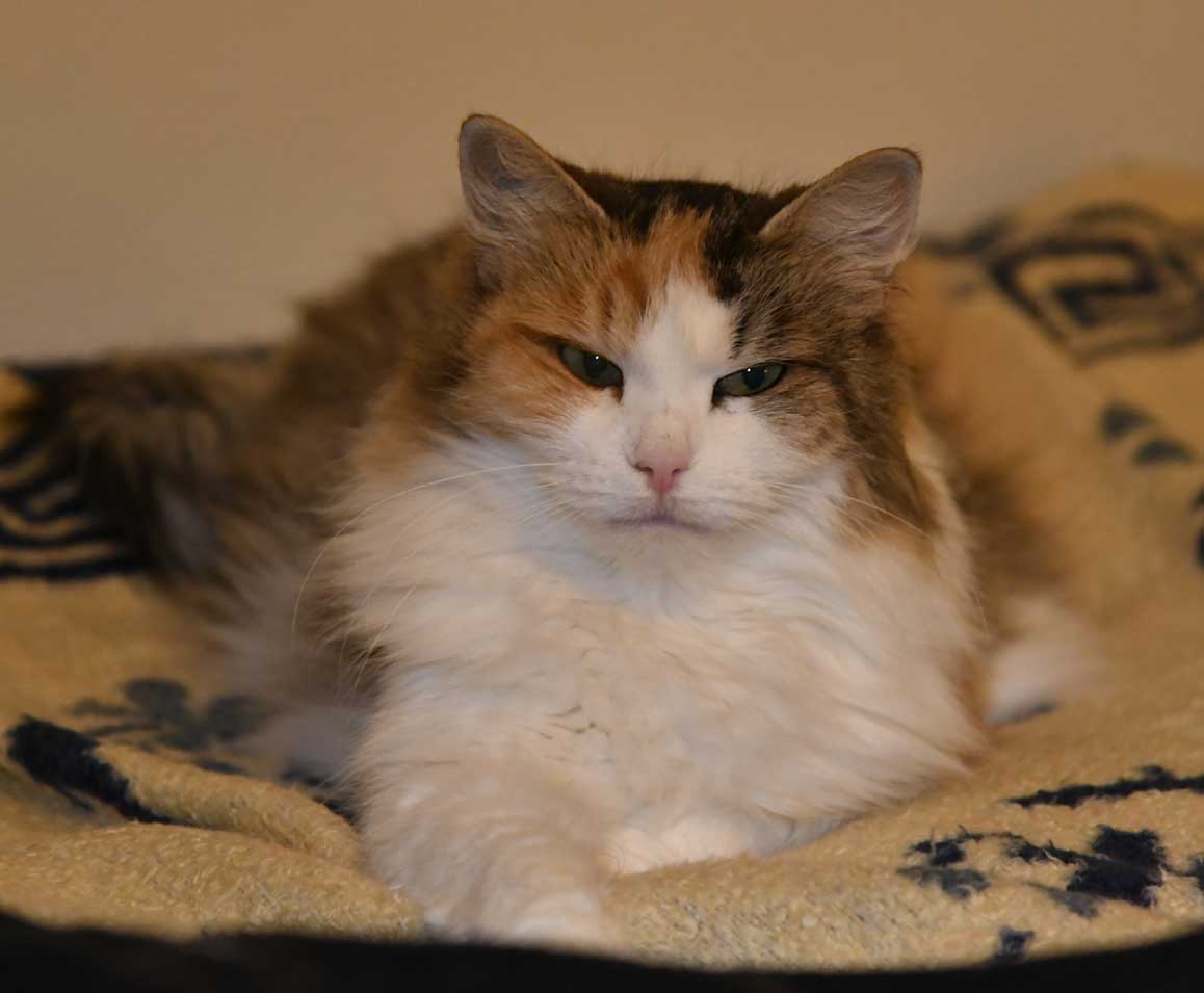 sibirisk katt Colbie