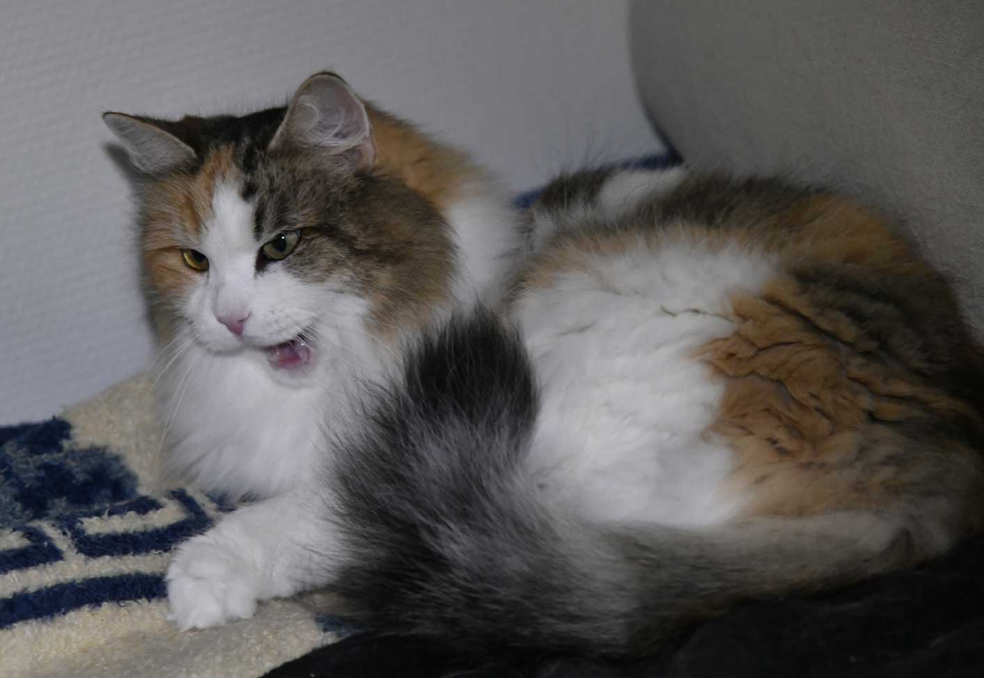 sibirisk katt Colbie