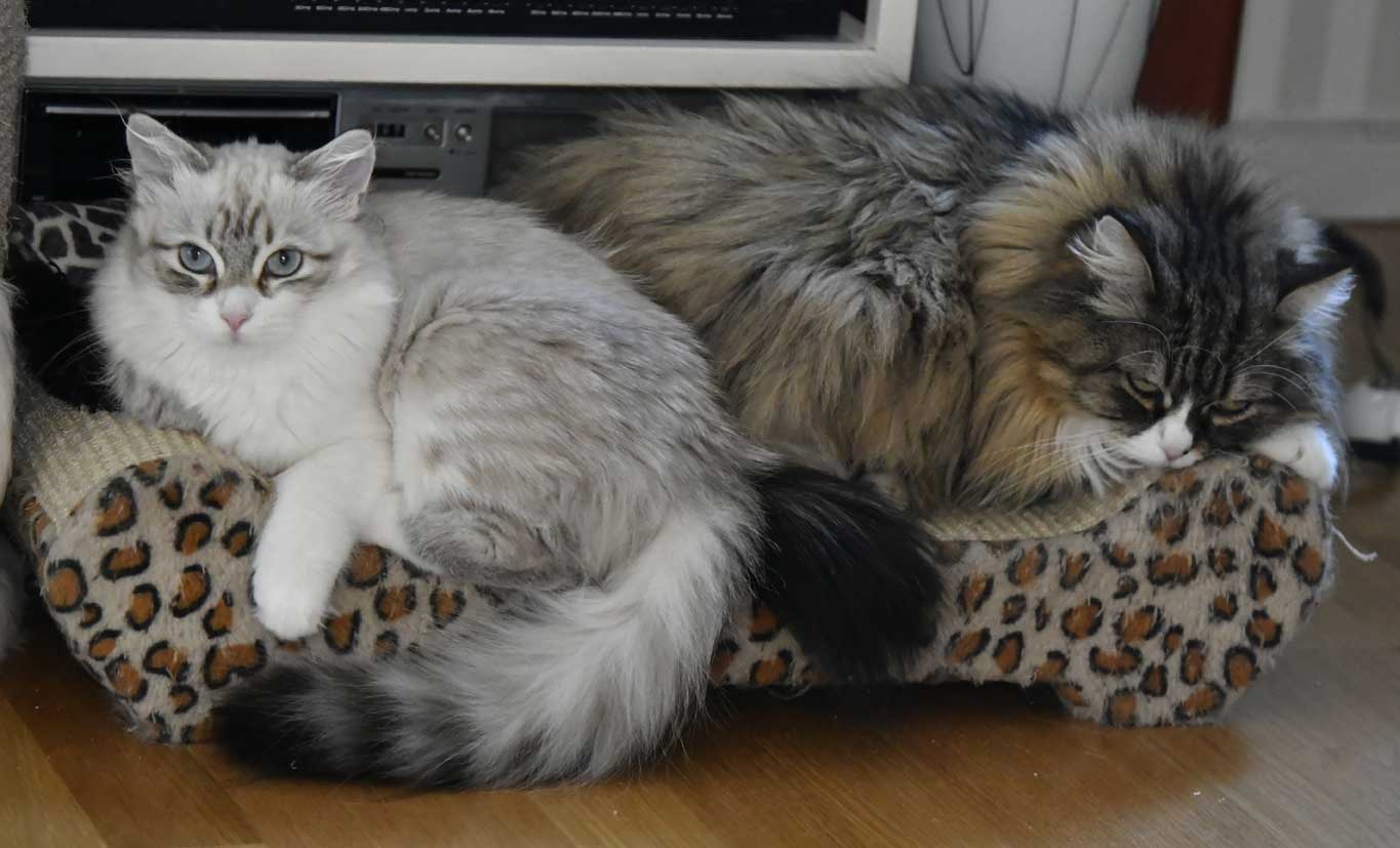 sibirisk katt