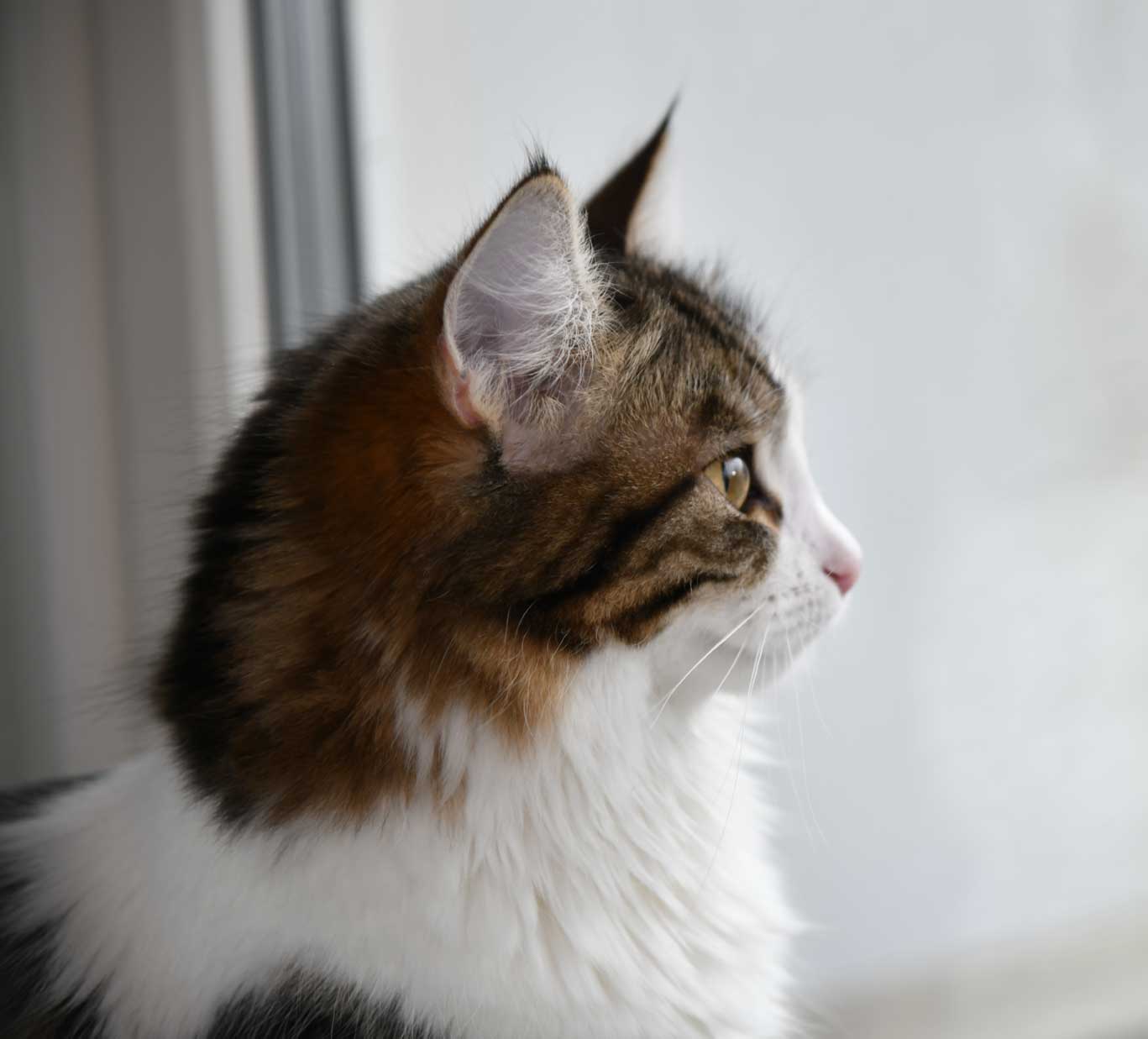 sibirisk katt Vickie
