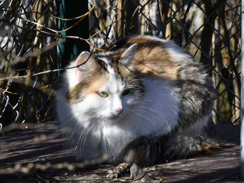Sibirisk katt Tracie