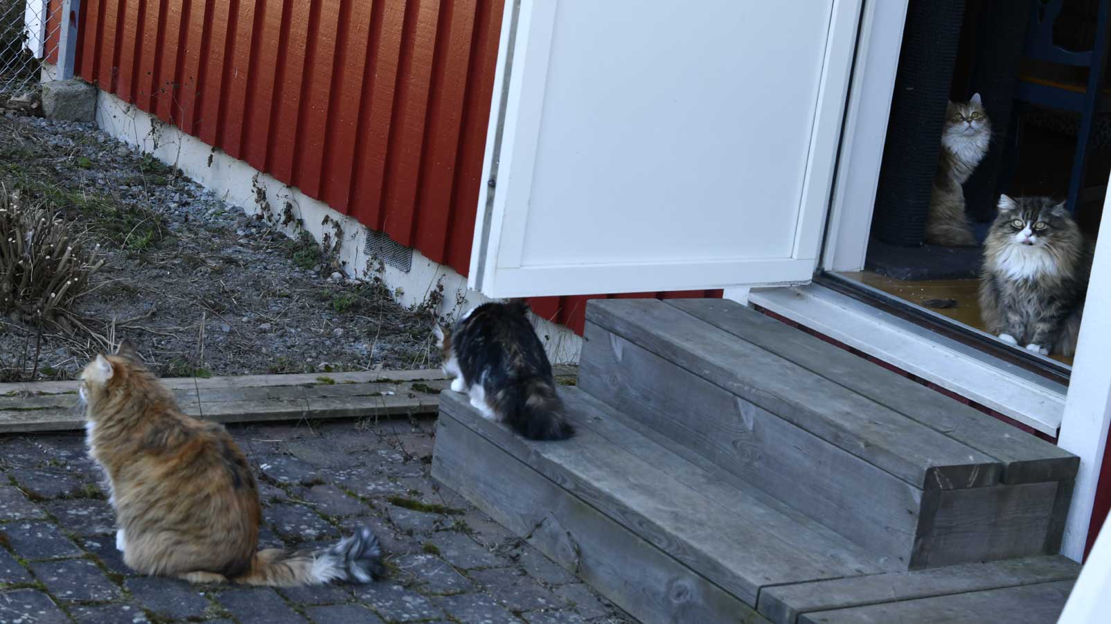 sibirisk katt