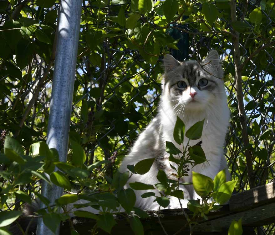sibirisk katt Whiffi