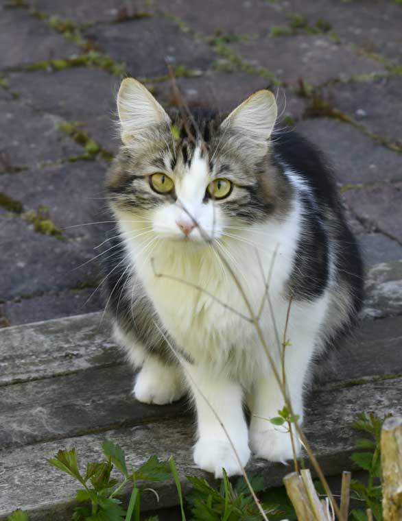 Sibirisk katt Vickie