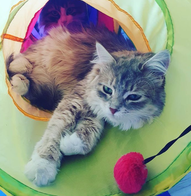 Sibirisk katt Utopia