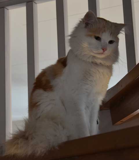 sibirisk katt Blixten