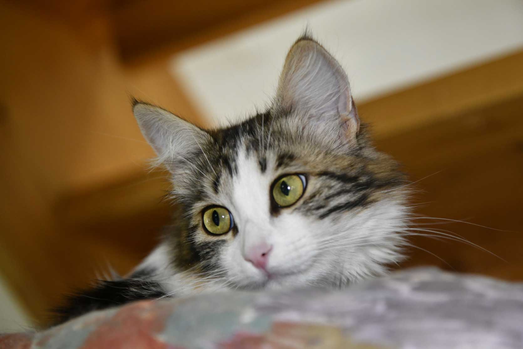 sibirisk katt Vickie