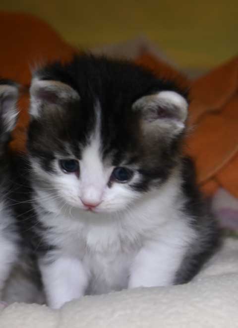 sibirisk kattunge Xerxes