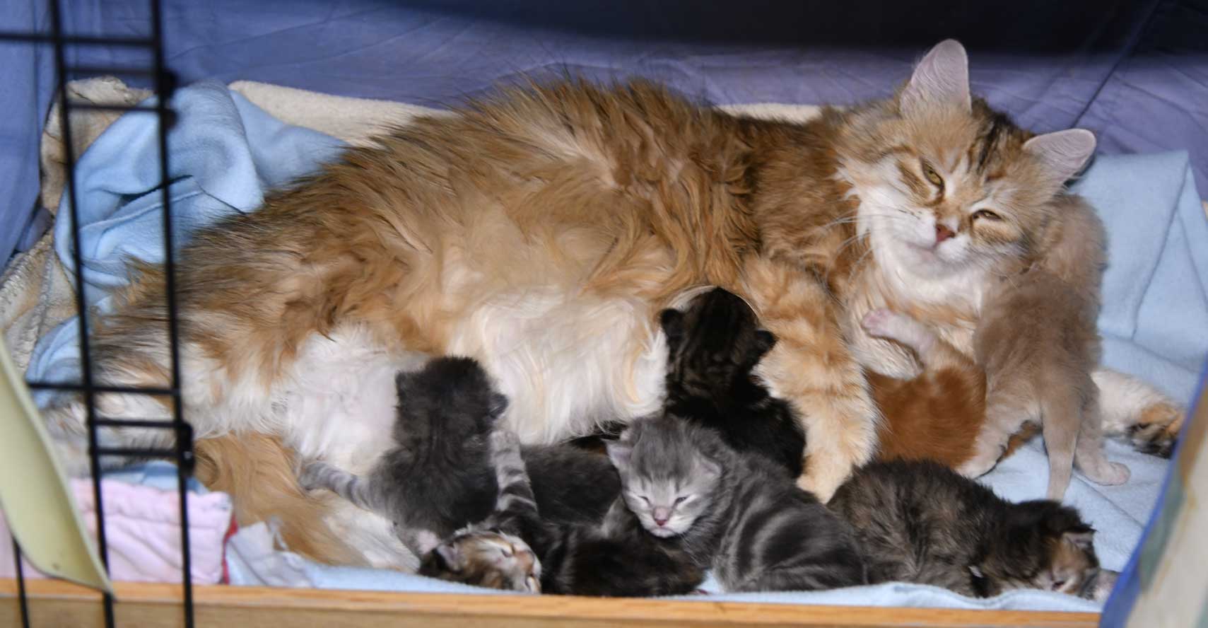 sibirisk katt Yy-kull