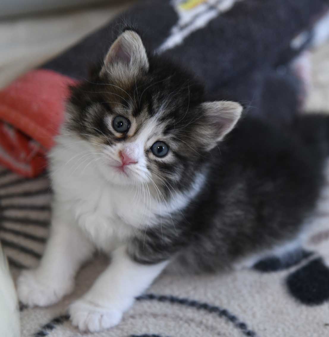 sibirisk kattunge Xosa