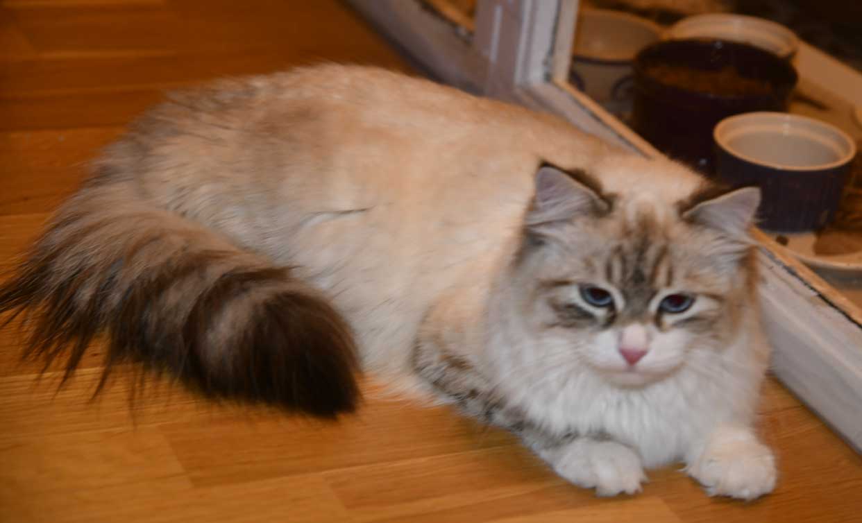 Neva Masquerade katt Whiffi