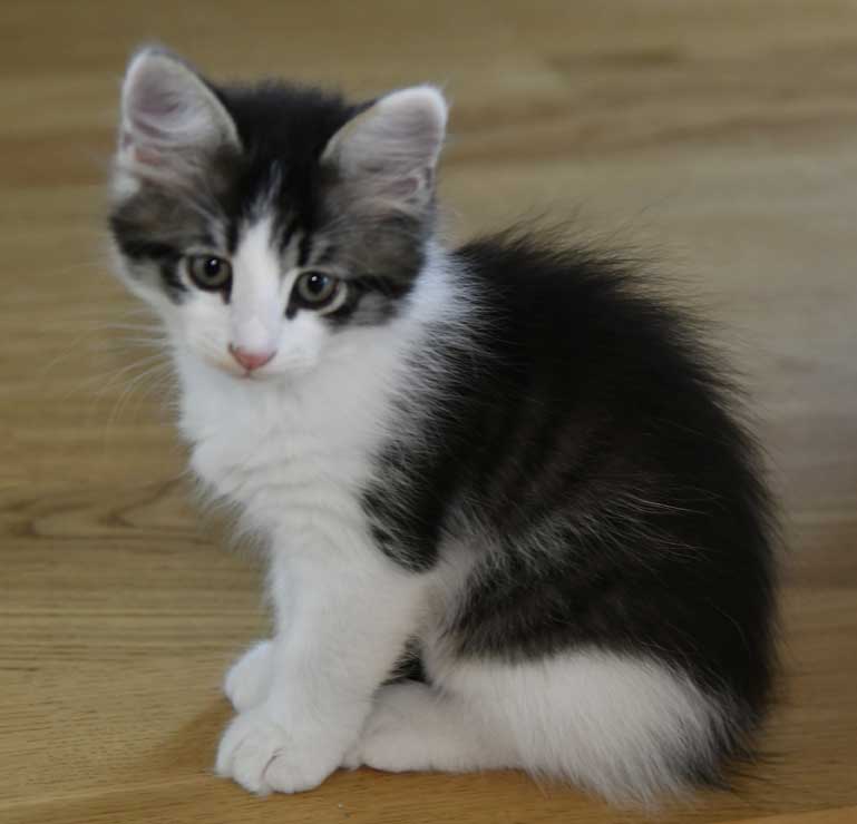 sibirisk katt Xerxes