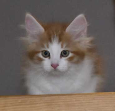 sibirisk kattunge Xanthus