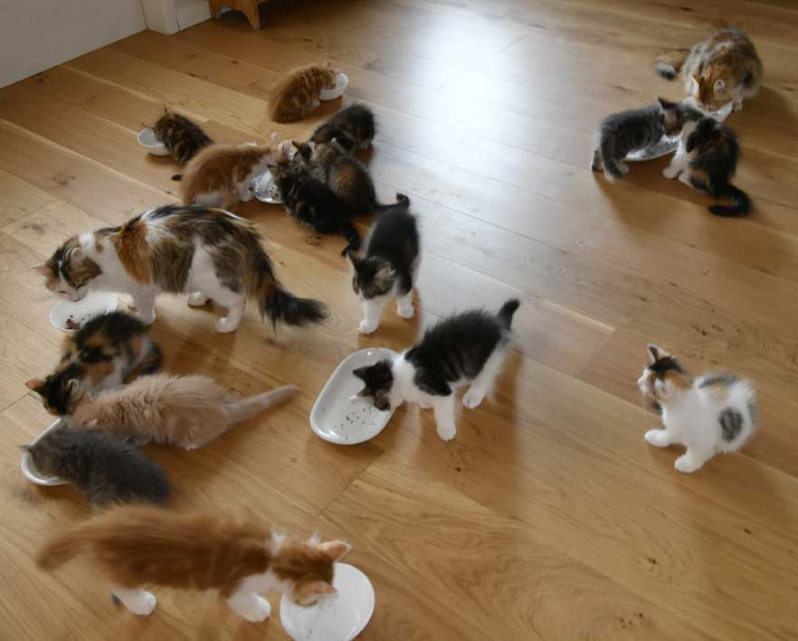 sibiriska kattungar Starskys Xx o Yy-kullar
