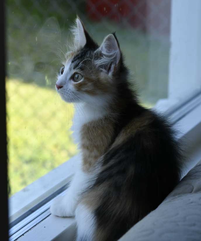 sibirisk katt Xuyi