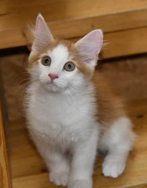 sibirisk kattunge X