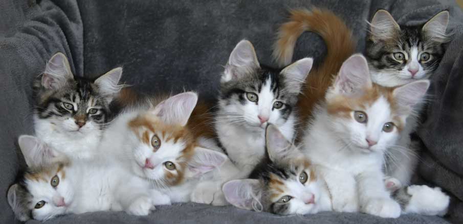 sibirisk kattungar Xx-kull