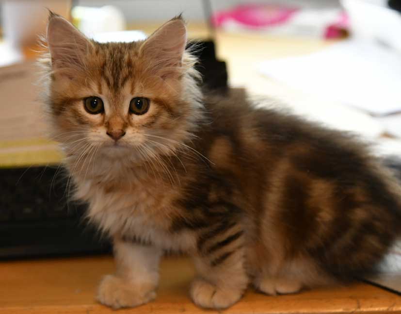 sibirisk kattunge Yoko