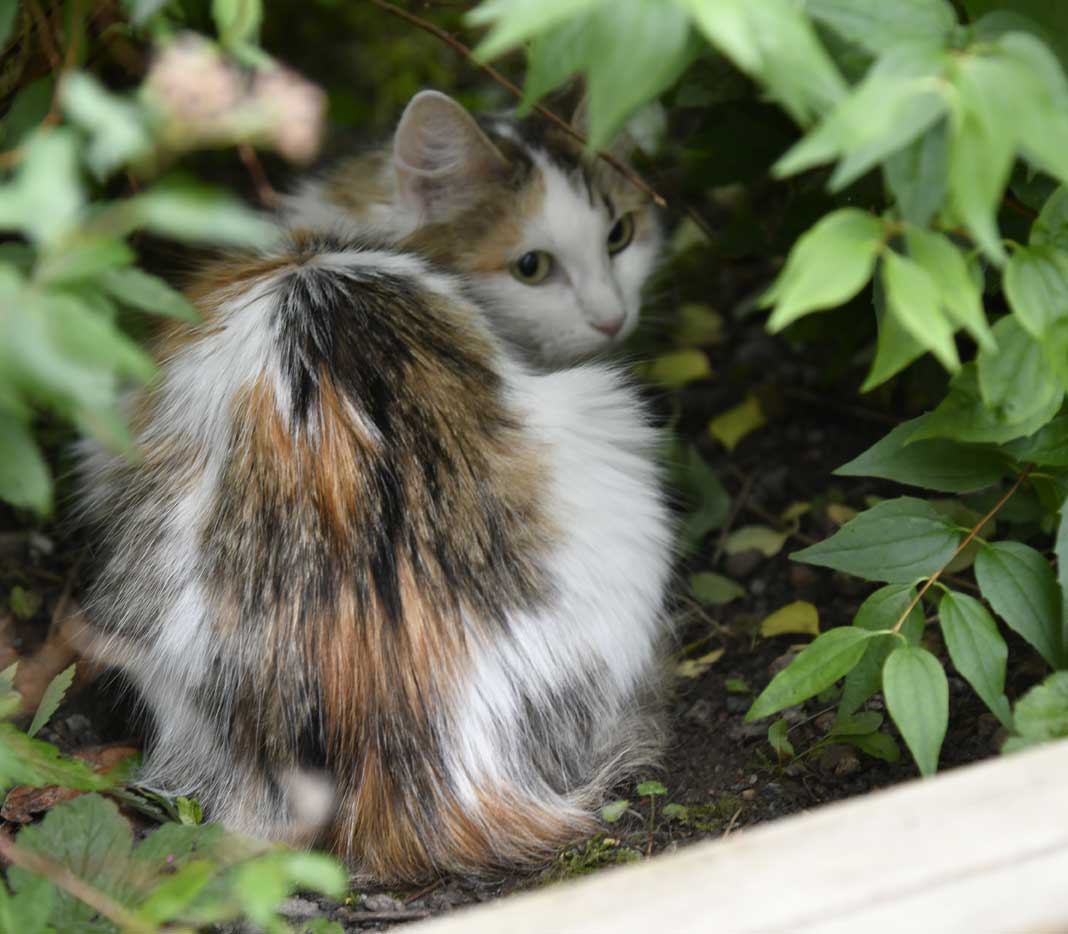 sibirisk katt Tracie