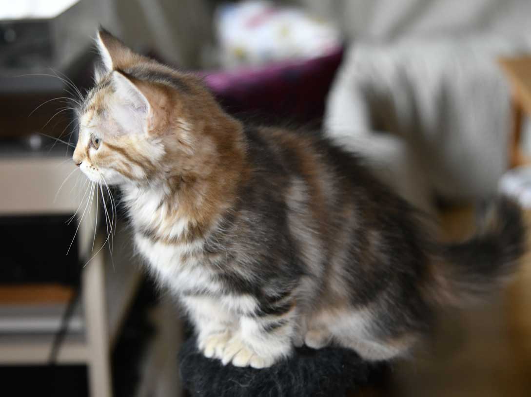 sibirisk katt Yanai