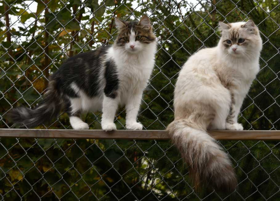 sibirisk katt och neva masquerade