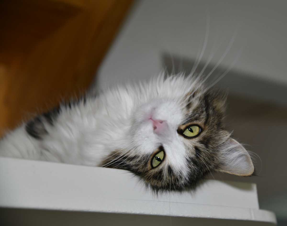 sibirisk katt Vickie