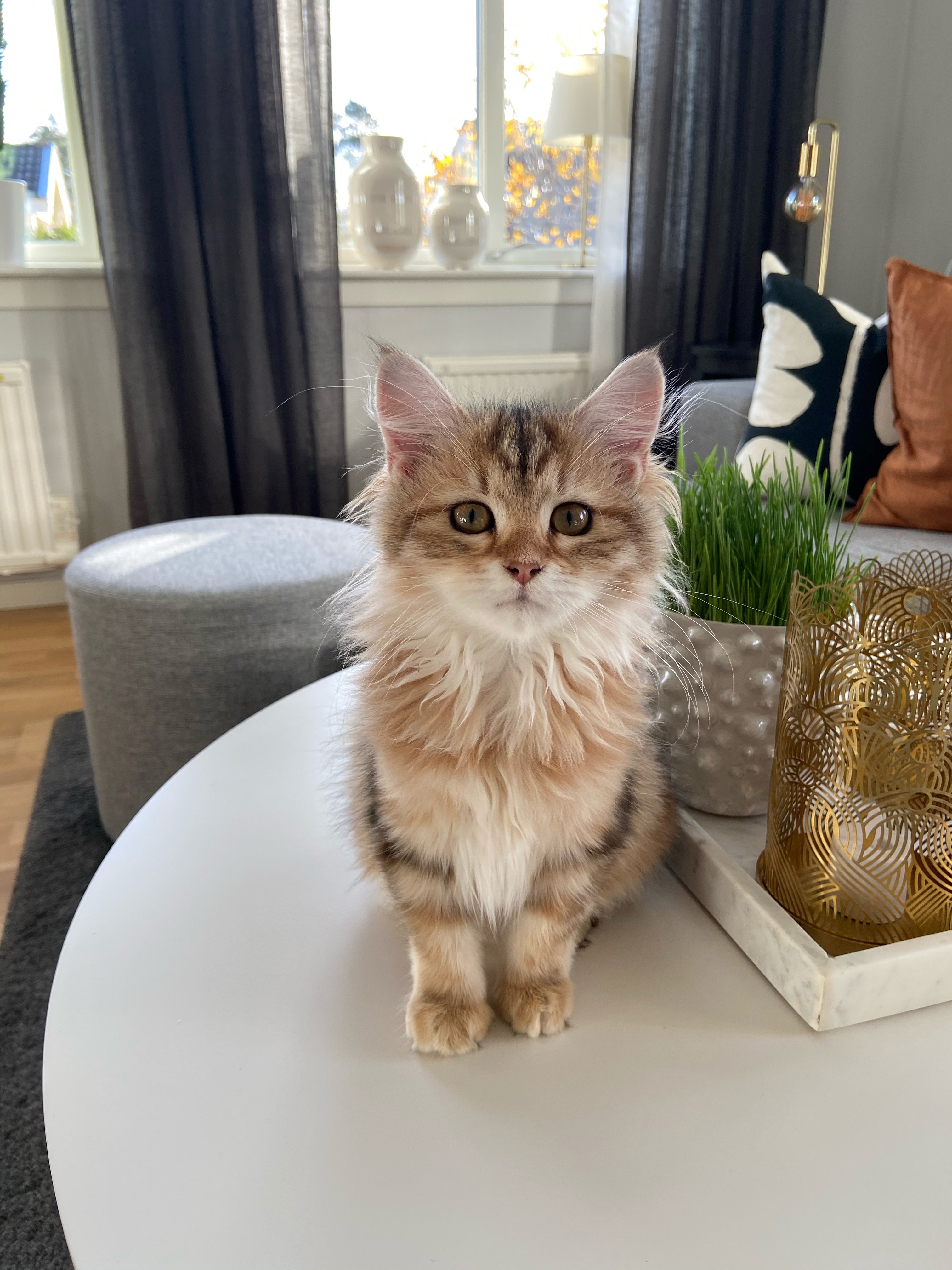 sibirisk kattunge Yoko