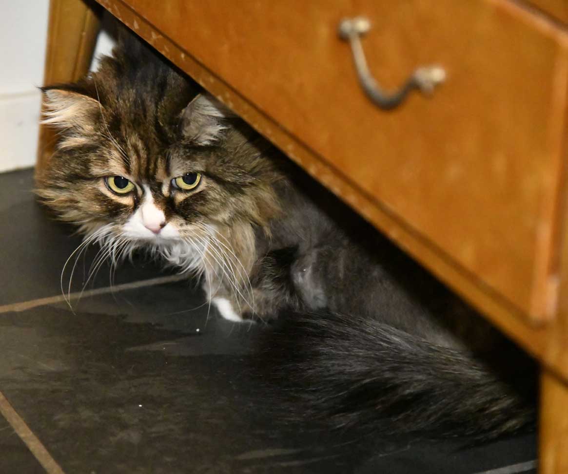 sibirisk katt Mitzi