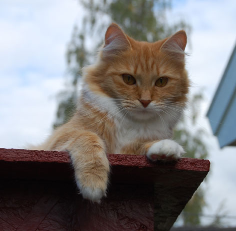 sibirisk katt