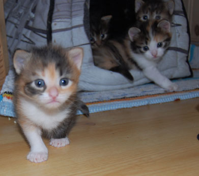 sibirisk kattunge