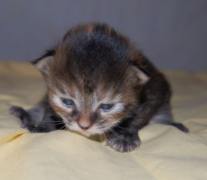 sibirisk kattunge