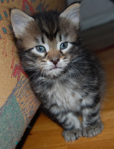 sibirisk kattunge