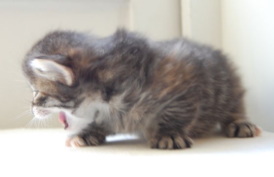 sibirisk kattunge