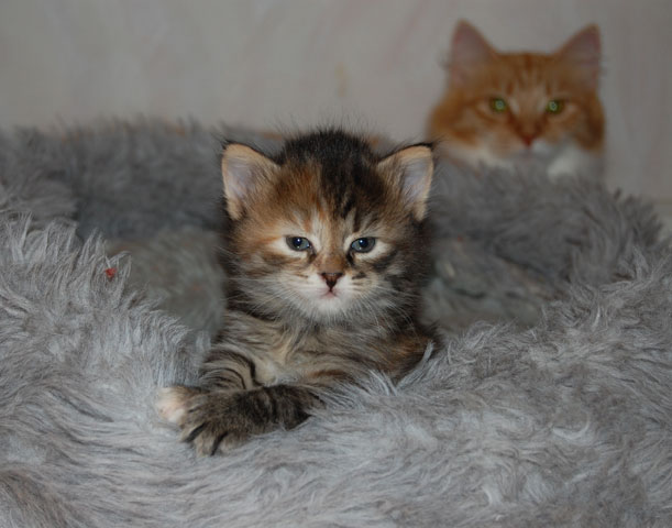 sibirisk kattunge