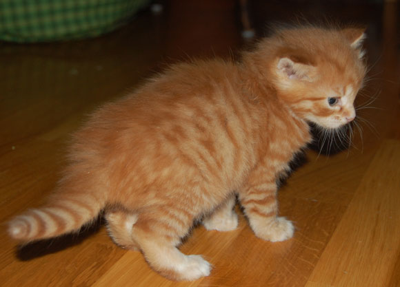 sibirisk katt Draco