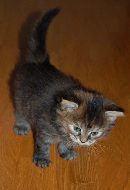 sibirisk kattunge